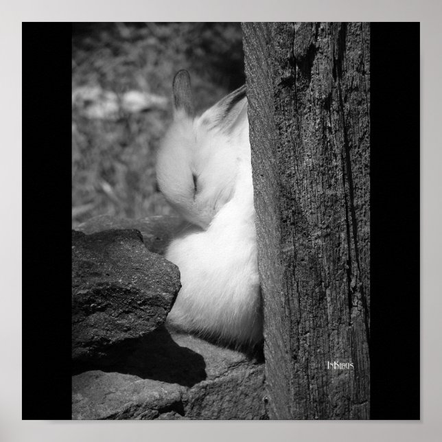 Poster Bunny Sunny (Devant)