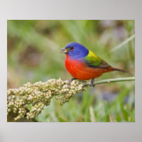 Bunting peint (ciris passeriens) alimentation mâle