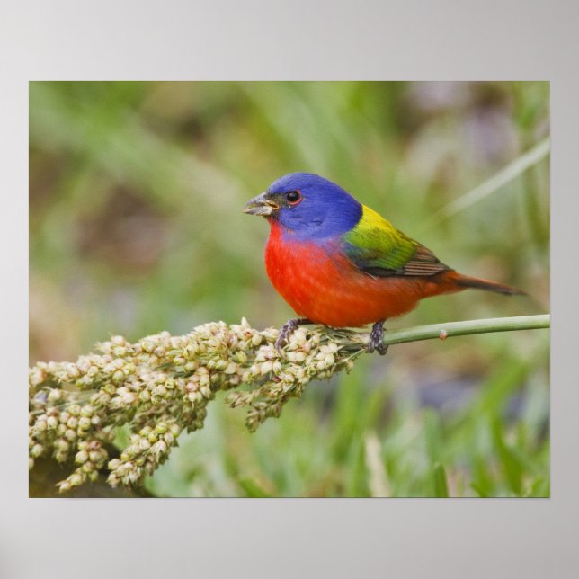 Poster Bunting peint (ciris passeriens) alimentation mâle (Devant)