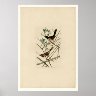 Poster Bunting Towhe