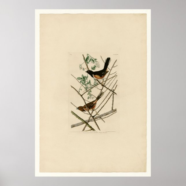 Poster Bunting Towhe (Devant)