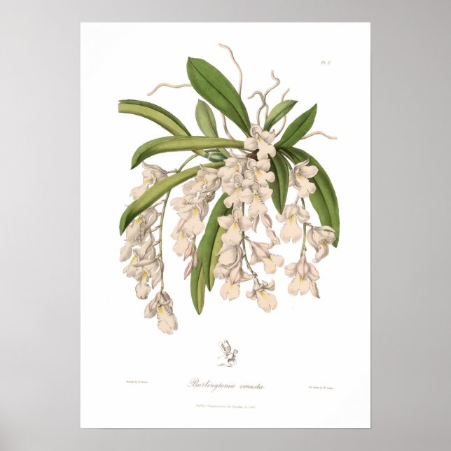 Poster Burlingtonia venusta (Devant)