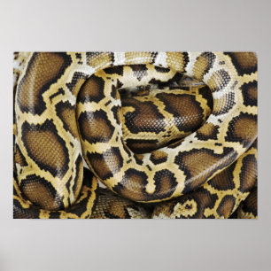 Poster Burmese python
