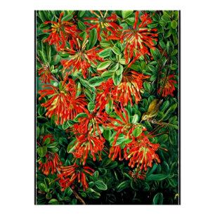 Poster Burning Bush et Emu Wren du Chili, art