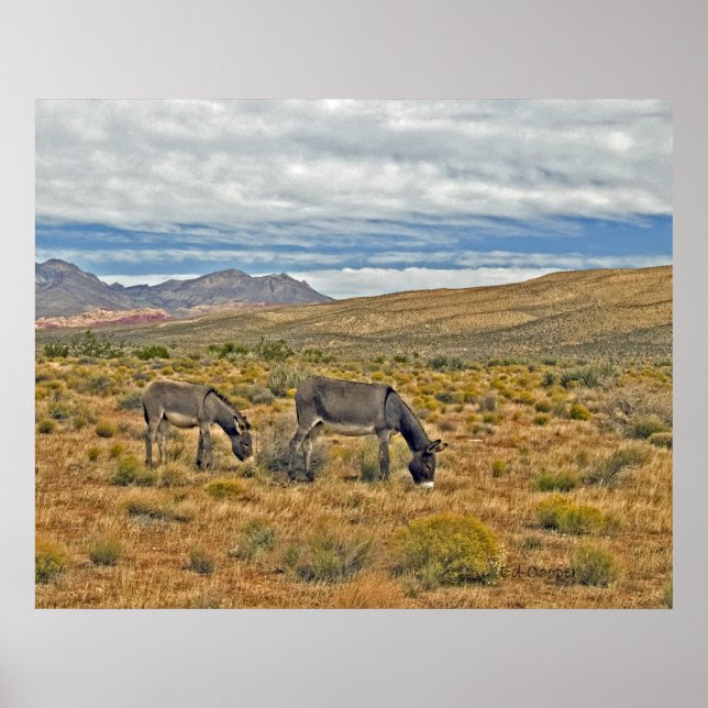 Poster Burros sauvages du canyon de Red Rock (Devant)