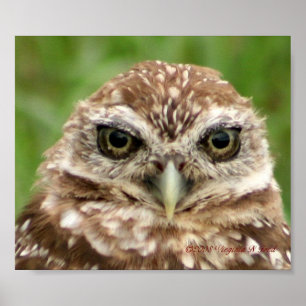 Poster Burrowing Owl #2