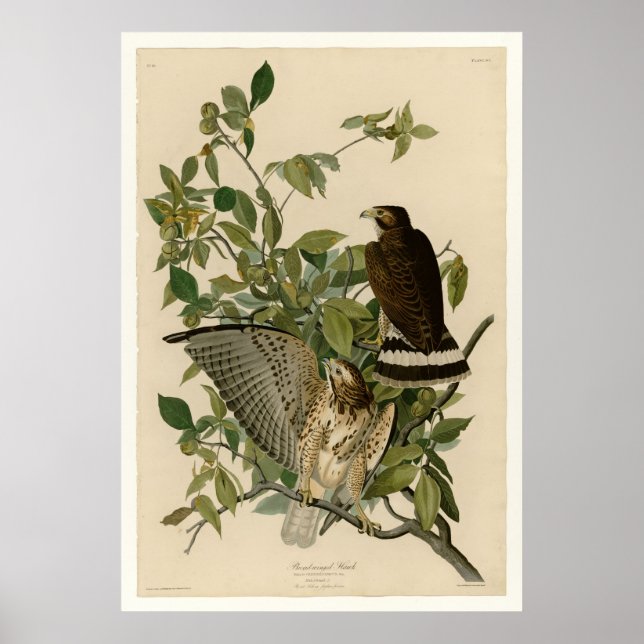 Poster Buse à ailes larges (Devant)