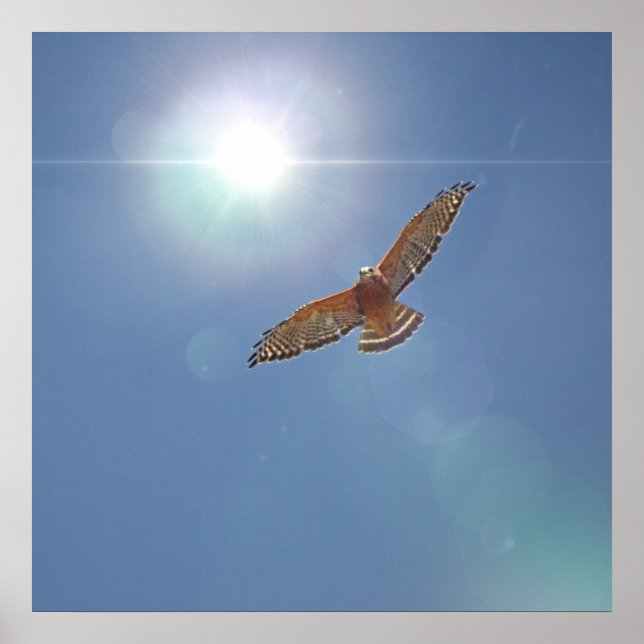 Poster Buse à épaulettes rouge brillant Sun Photographie  (Devant)