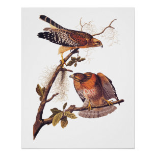 Poster Buse à épaulettes roux Audubon Oiseau de proie