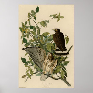 Poster Buse à grande aile des oiseaux d'Amérique d'Audubo