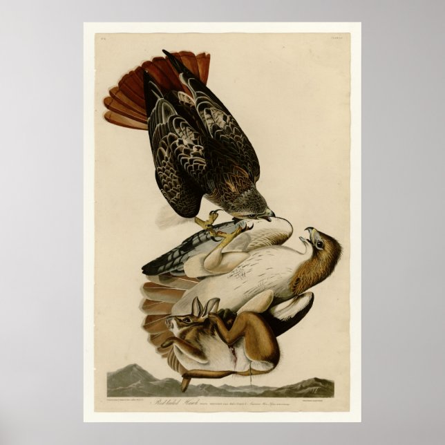 Poster Buse à queue rouge (Devant)