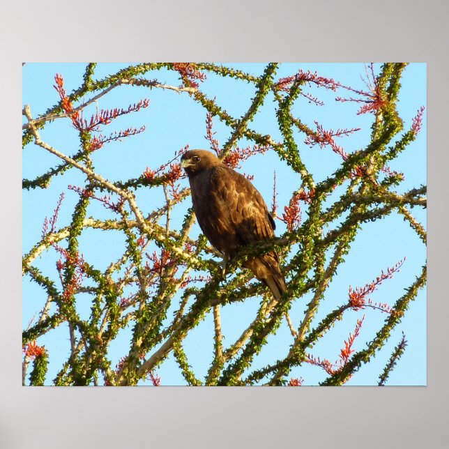 Poster Buse à queue rouge immature à Ocotillo Bush (Devant)