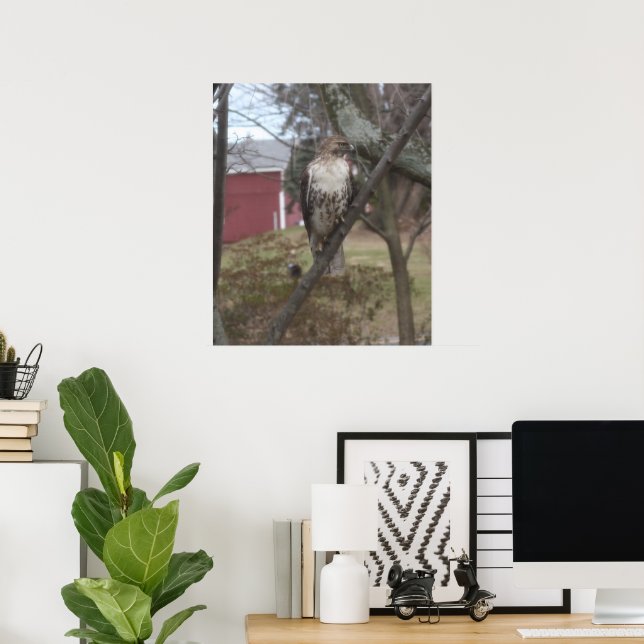 Poster Buse à queue rousse dans l'arbre (Bureau à domicile)
