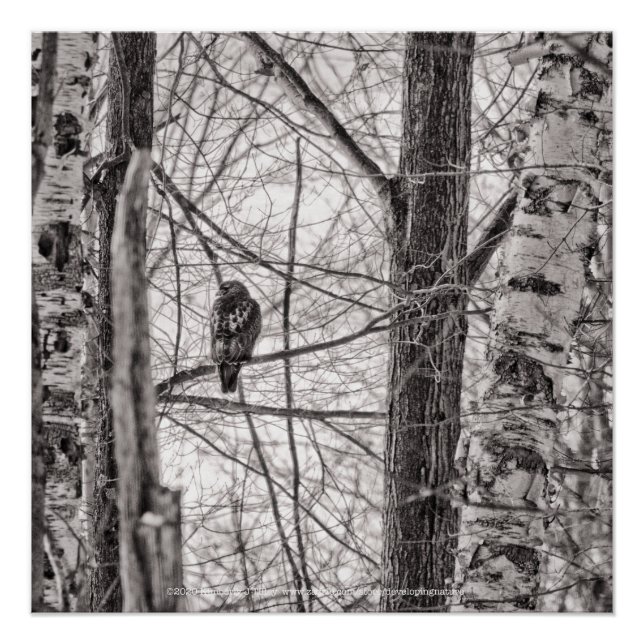 Poster Buse à queue rousse P8443 (Devant)