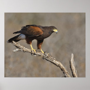 Poster Buse de Harris perchée rapace