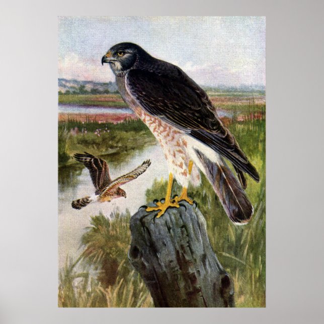 Poster Buse des marais (Devant)