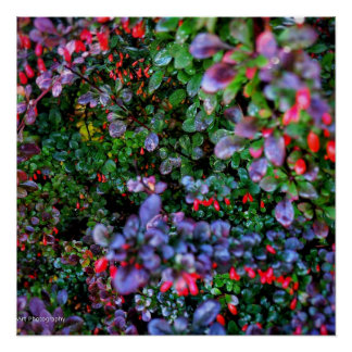 Poster Bush complexe