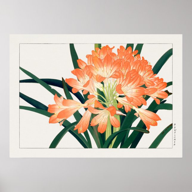 Poster Bush Lily, Clivia miniata, Fleurs, Tanigami Kona, (Devant)
