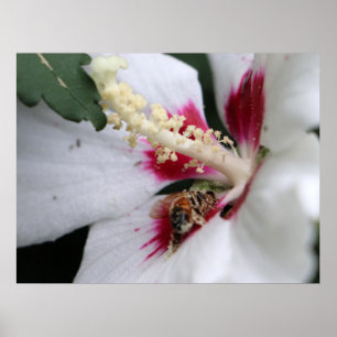 Poster Busy Bee Hibiscus Pollen Party