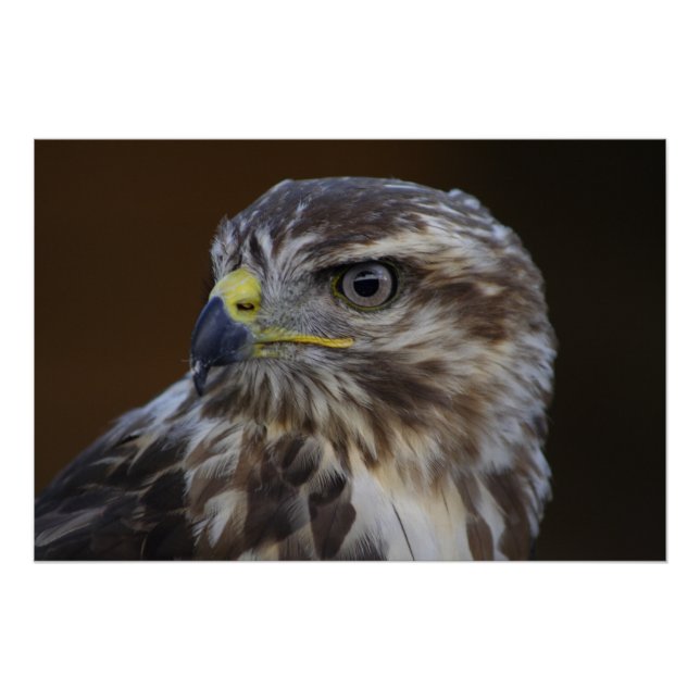 Poster Buteo buteo (Devant)