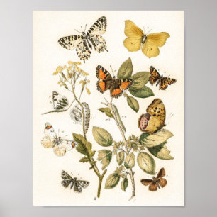 Poster  Butterflies and Moths by William Forsell Kirby 