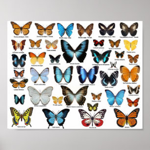 Poster - Butterfly Collection 2