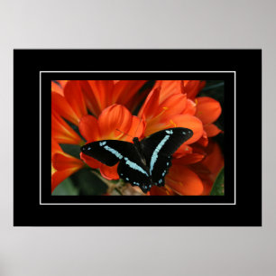 Poster Butterfly/Flowers