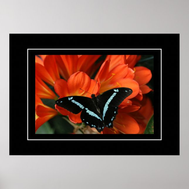 Poster Butterfly/Flowers (Front)