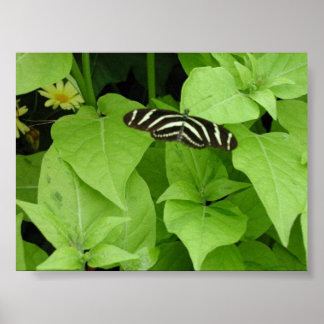 Poster Butterfly Gardens 6