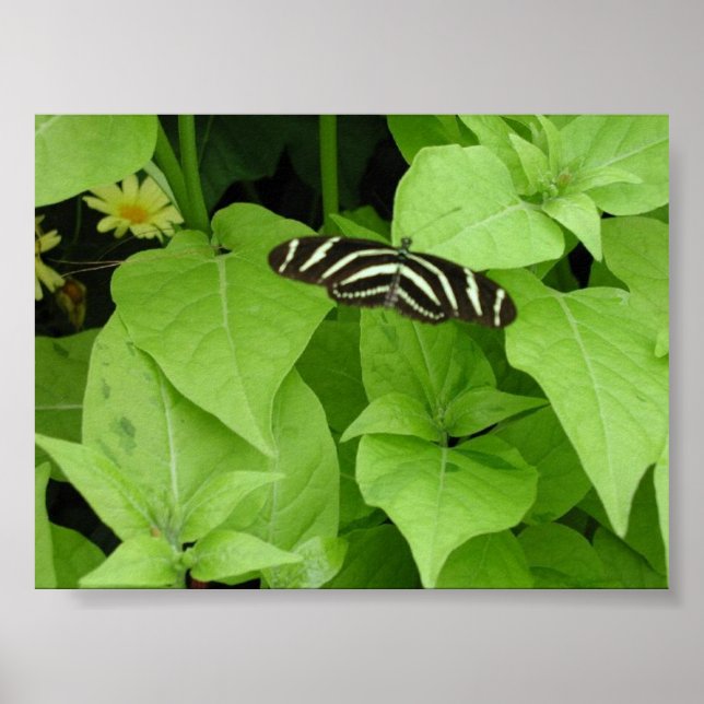 Poster Butterfly Gardens 6 (Devant)