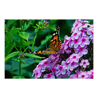 Poster Butterfly in Bloom