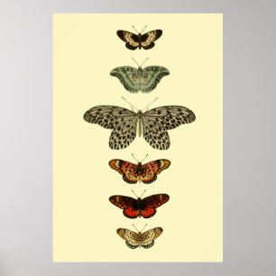 Poster Butterfly Insects Collection