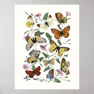 Poster Butterfly & Moth Vintage Print, Paul Gervais 1842