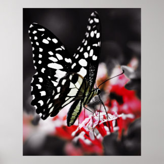 Poster Butterfly on Red Flower