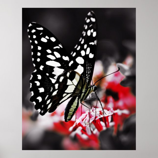 Poster Butterfly on Red Flower (Devant)