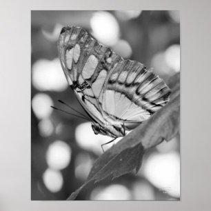 Poster Butterfly Posing Black White Nature Print