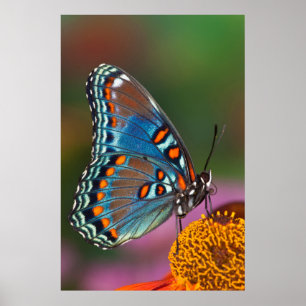 Poster Butterfly profile on a flower