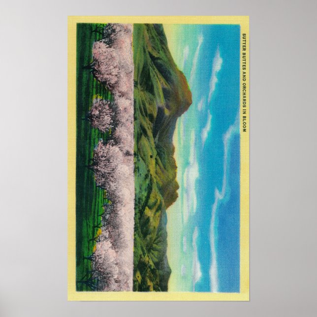 Poster Buttes Sutter et vergers en fleurs (Devant)