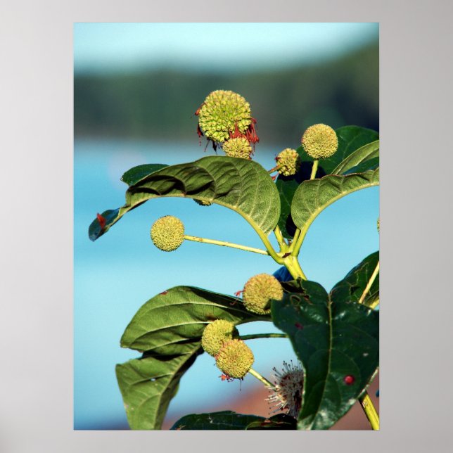 Poster Button Bush sur le fleuve Mississippi (Devant)