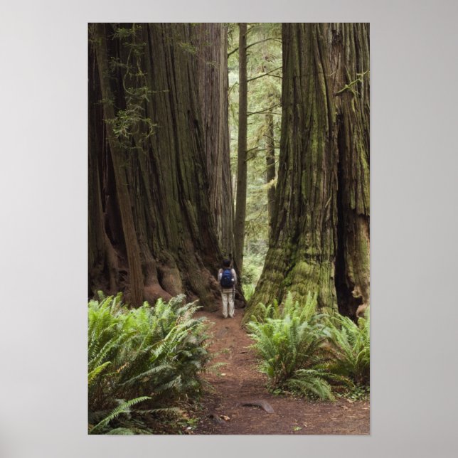 Poster CA, Jedediah Smith Redwoods State Park, (Devant)