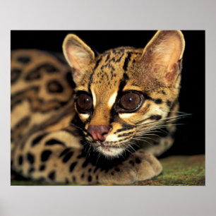 Poster CA, Panama central, Parc national de Soberania, Ma