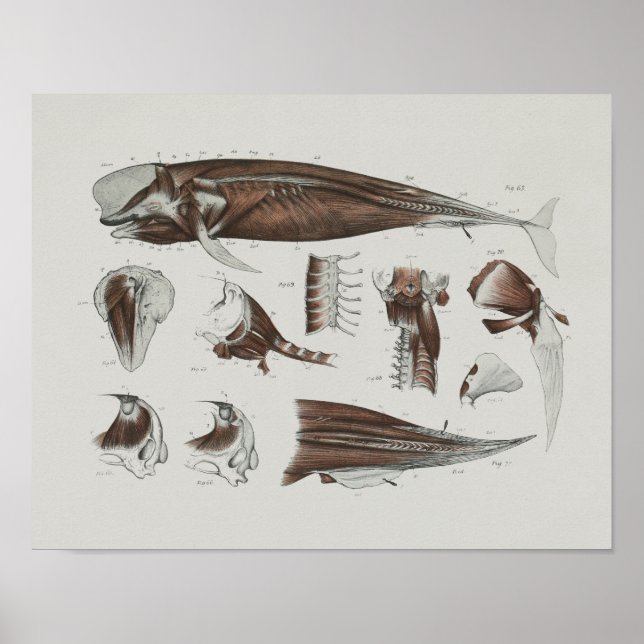 Poster CaaPilot Anatomie de baleines Imprimer Biologie ma (Devant)
