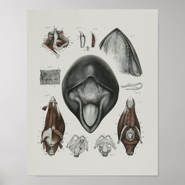 Poster CaaPilot Anatomie de baleines Imprimer Biologie ma (Devant)