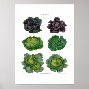 Poster Cabages