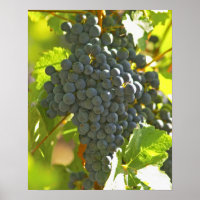 Cabernet Sauvignon grappe de raisin dans le Châtea