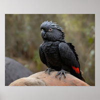 Cacatoès noir