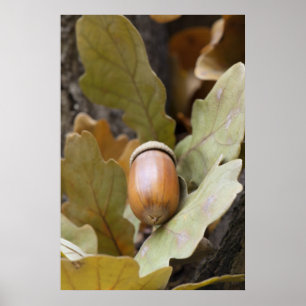 Poster Cacorne de chêne