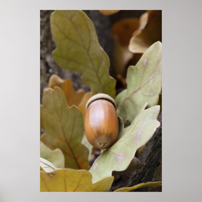 Poster Cacorne de chêne (Devant)