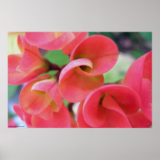Poster Cactus