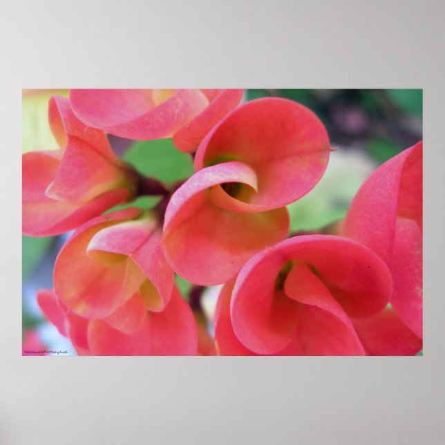 Poster Cactus (Devant)